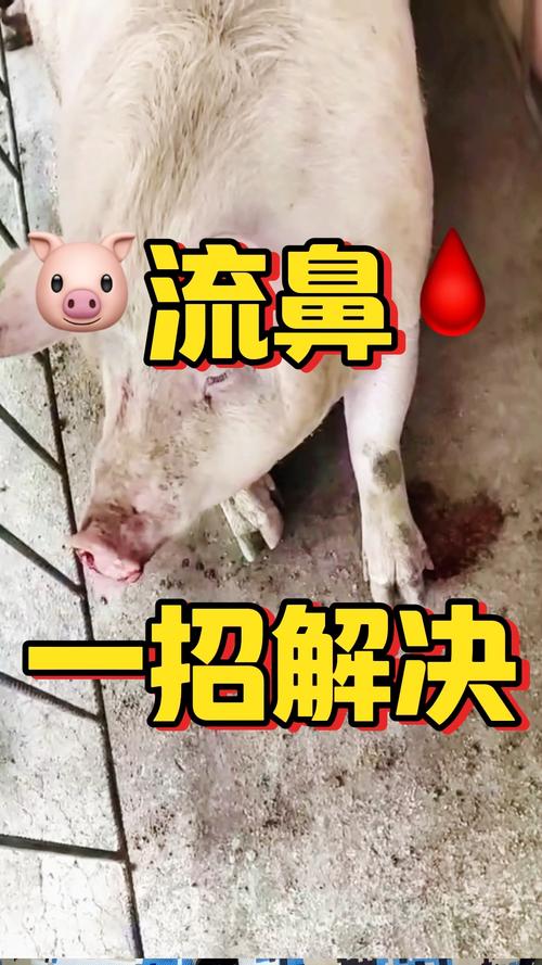 一起来养猪版本流鼻血版本