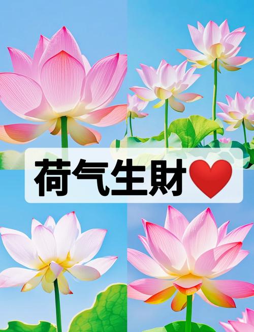 荷花转领红包正版图标