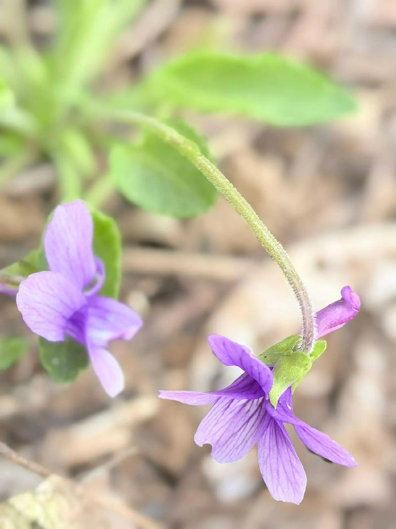 紫花地推v10