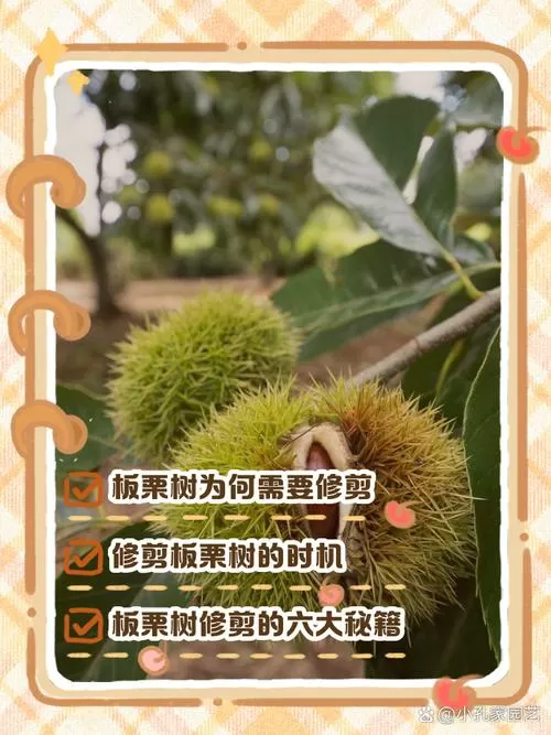当年的板栗树怎么修剪视频
