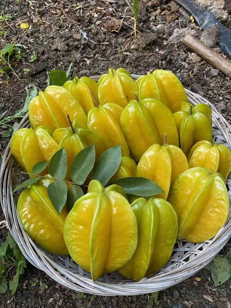 杨桃赚转发赚钱赚缩略图