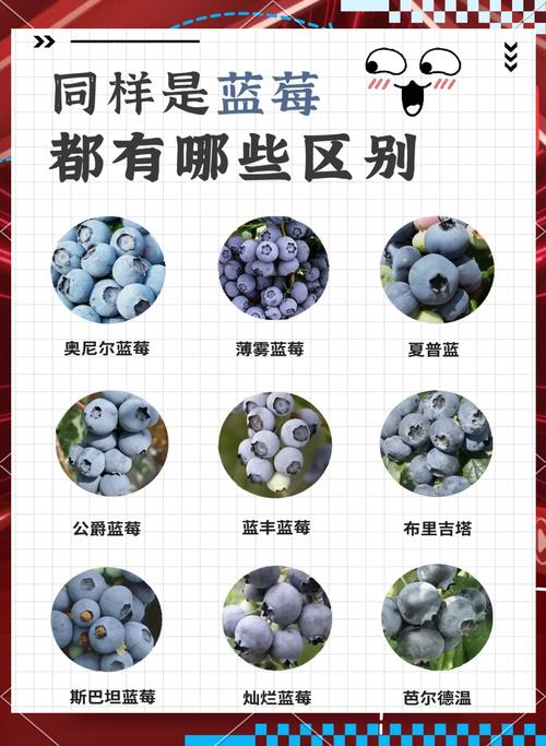 蓝莓小说手机版缩略图