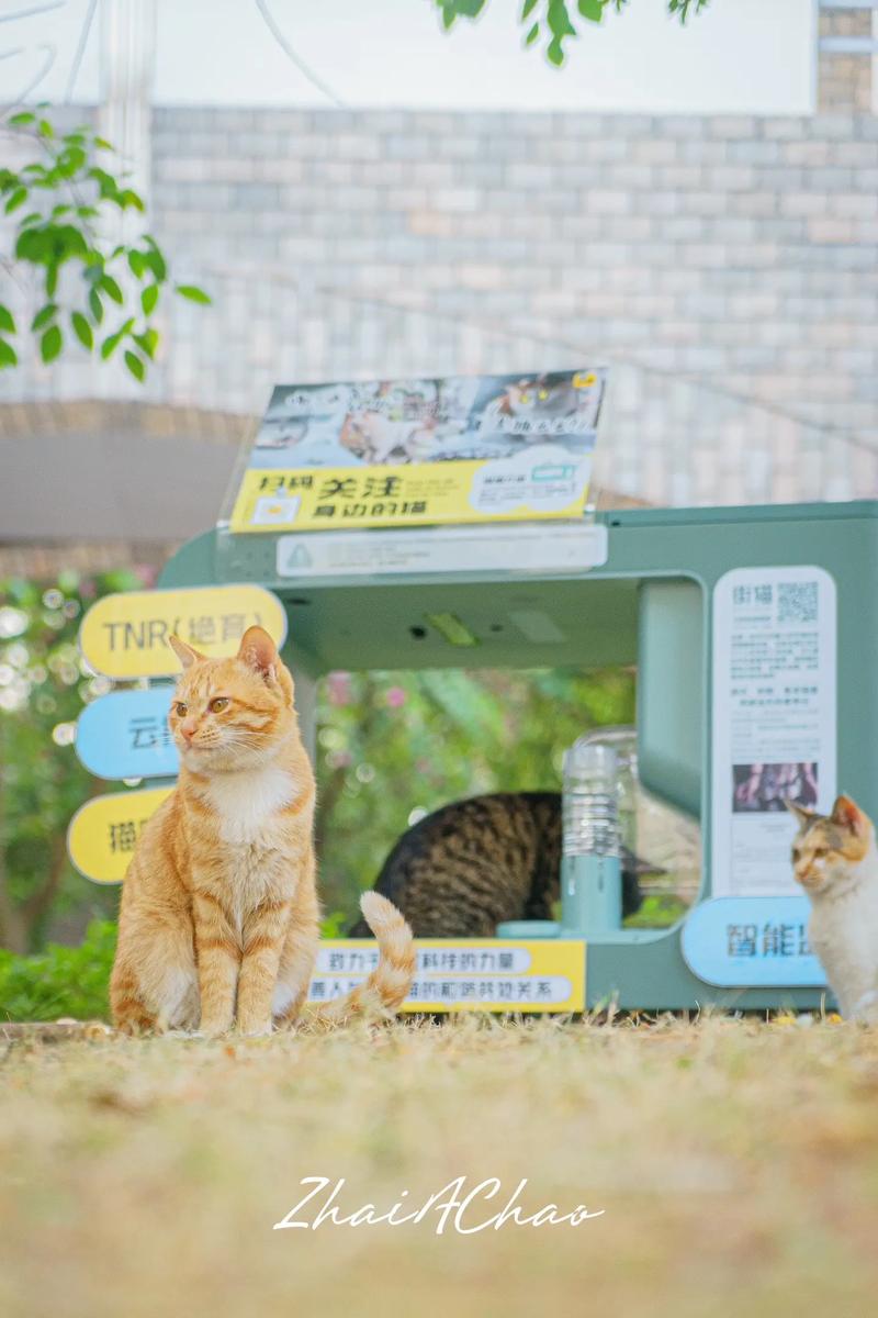 街坊猫