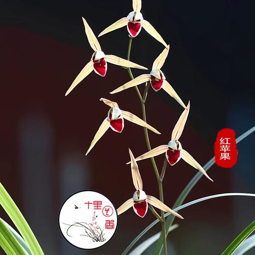 红梅小说阅读器苹