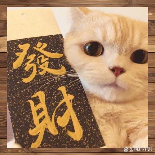 猫咪短视频赚钱福缩略图