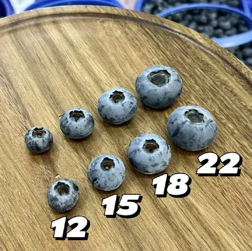 22mm有多大