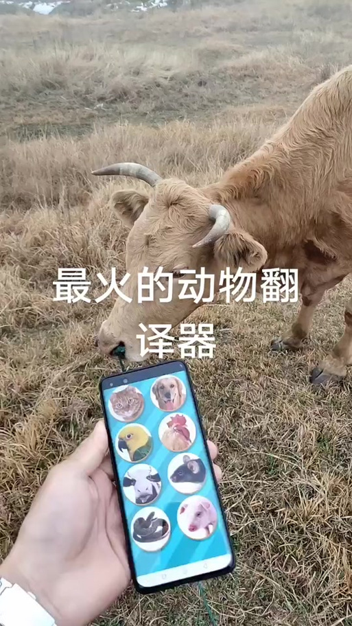 熊曰翻译器手机版下载游戏截图