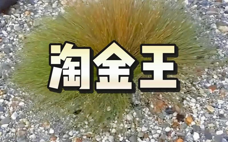 淘金王