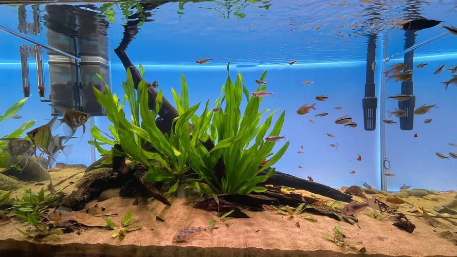 南美水族论坛