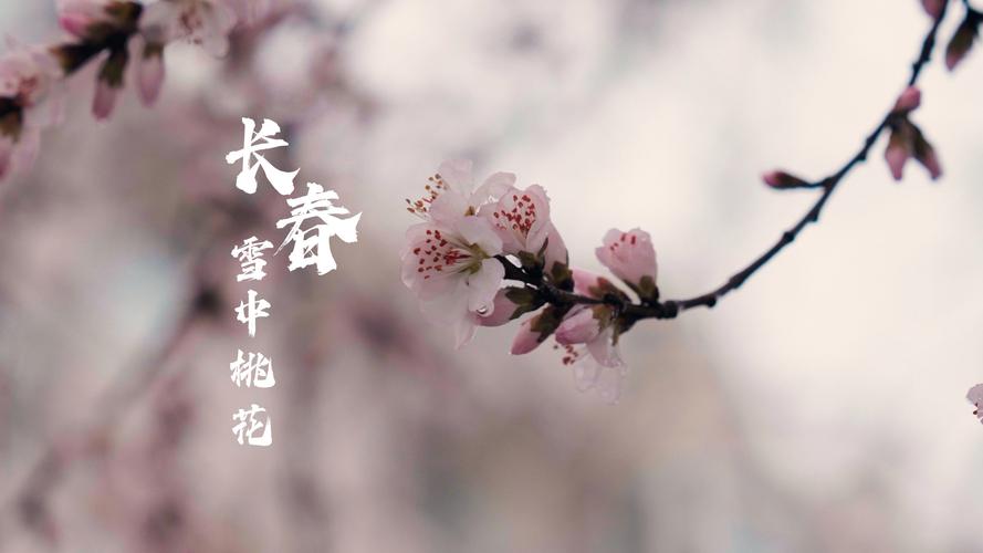 樱花视频免费观看电视剧高清下载