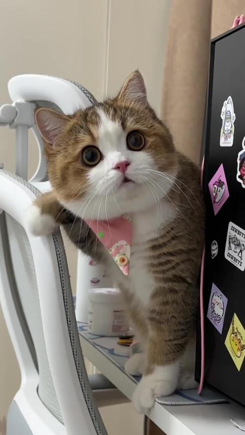 我是你可爱的小猫