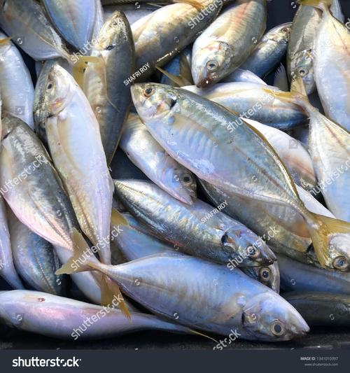 ikan