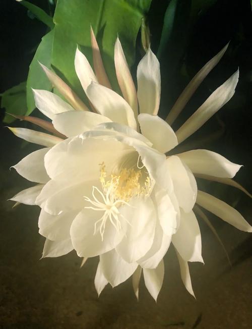 忧昙花