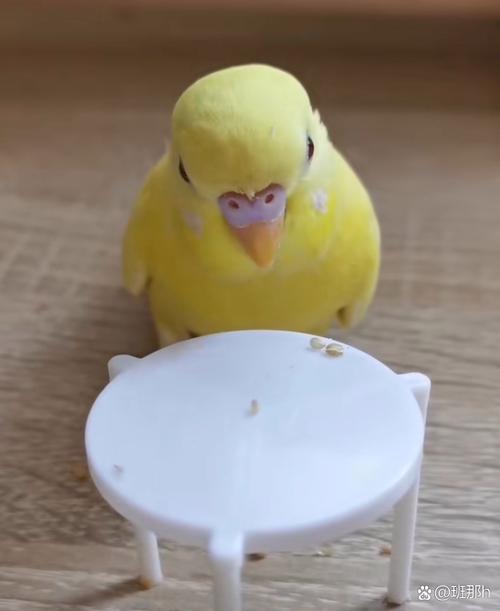 小黄鸟图标
