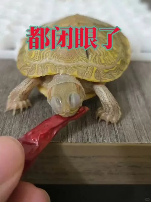 乌龟闭眼睛的正常照片图标