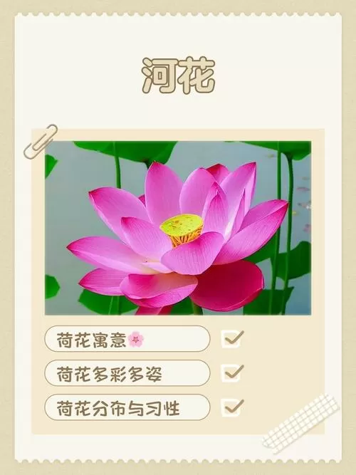 荷花媚·荷花原文及翻译游戏截图