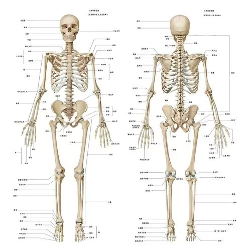 人体全身骨骼结构图缩略图
