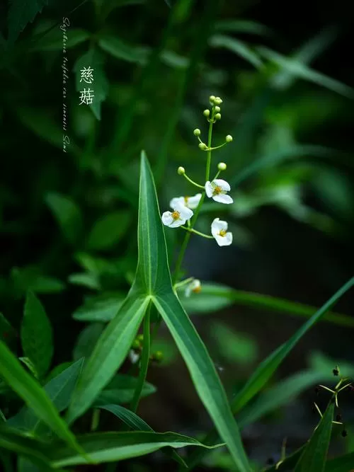 慈姑花