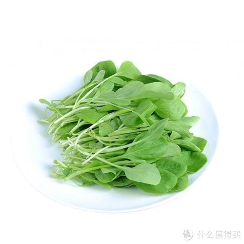 小白菜是鸡毛菜吗