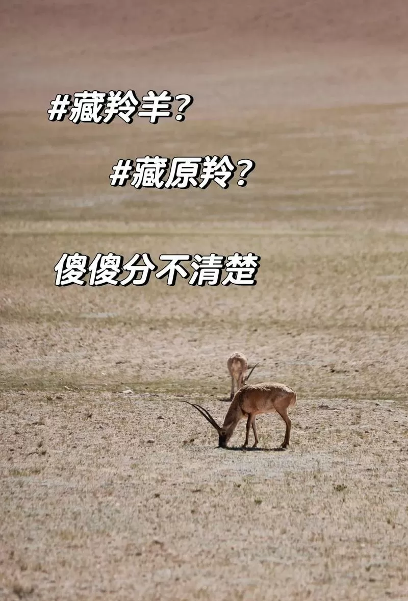 藏羚羊和羚羊的区别缩略图