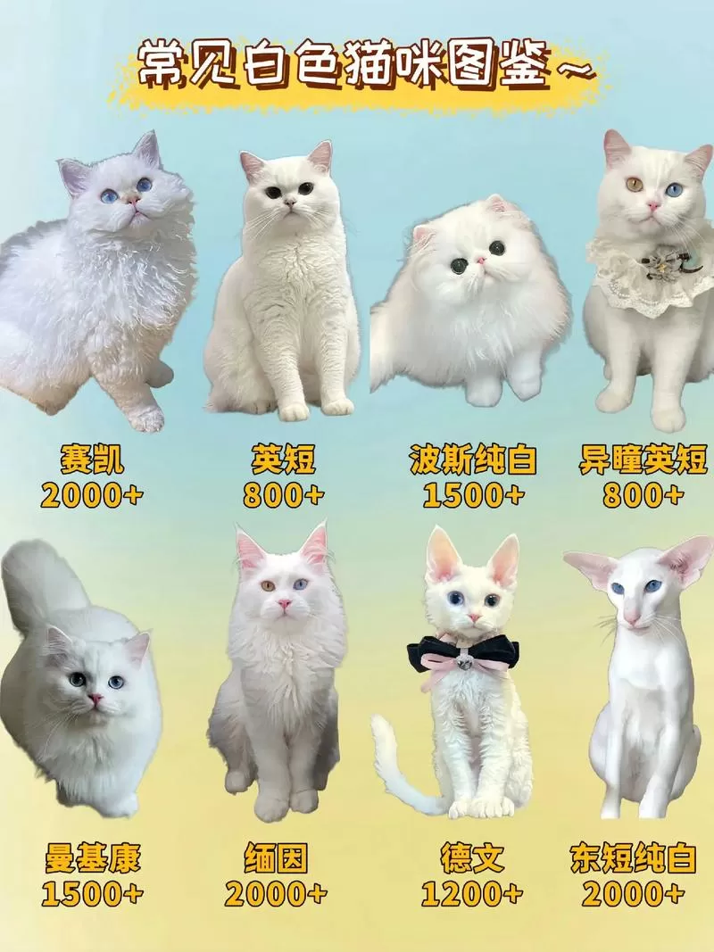 白色的猫是什么品种缩略图