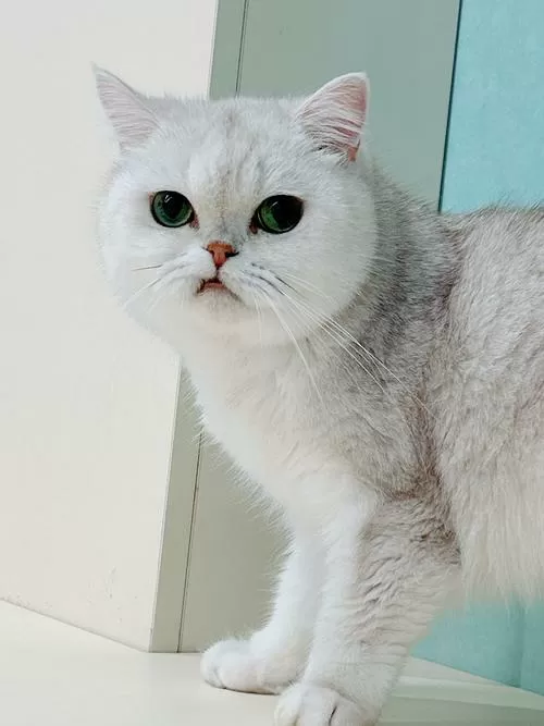 银渐层猫纯种图片缩略图